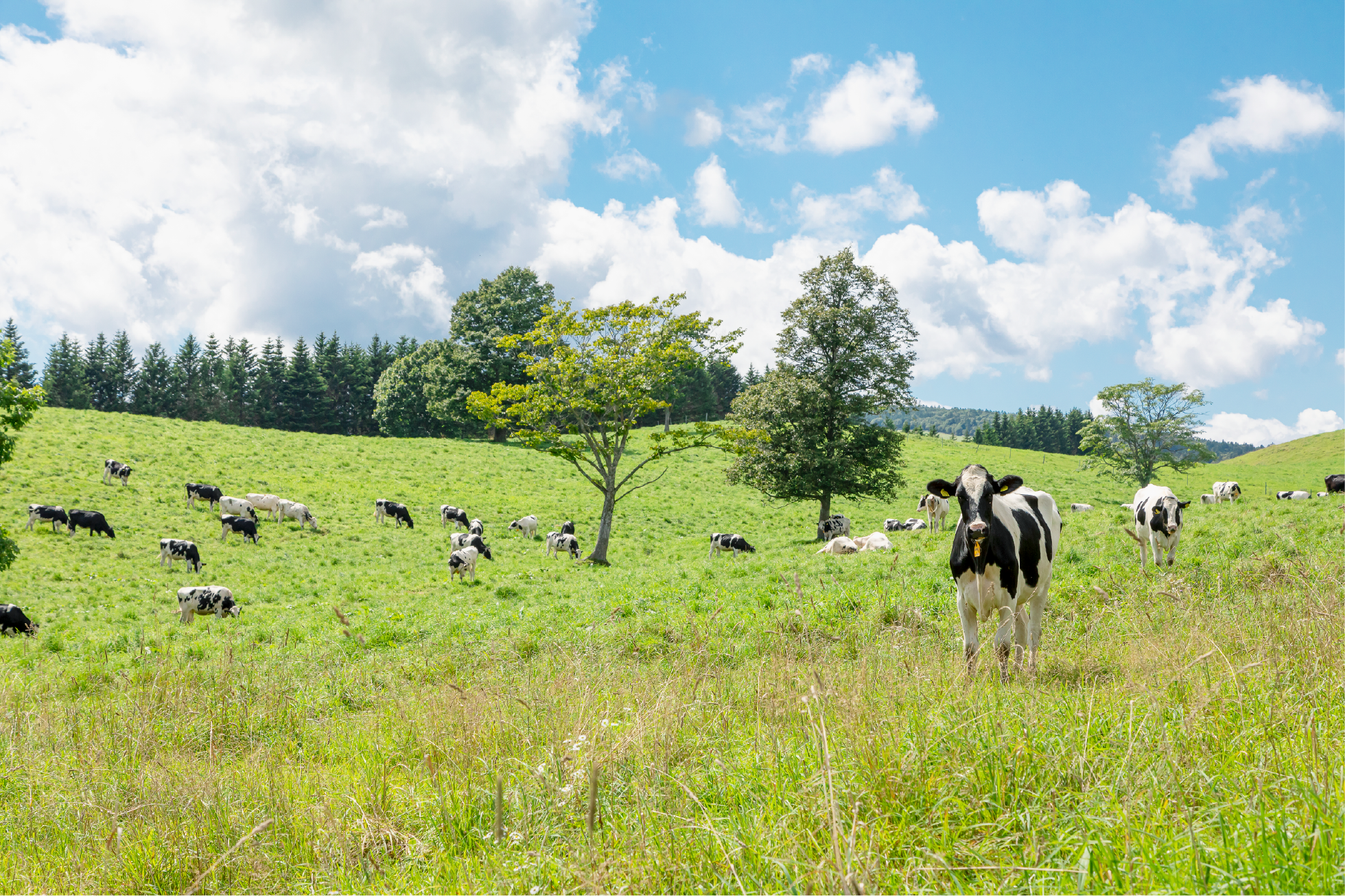 北海道くんねっぷ牛乳ジェラート全10種