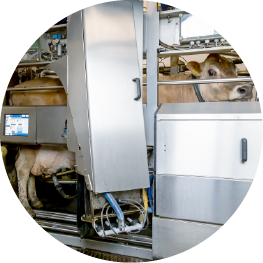 乳搾りをする機械